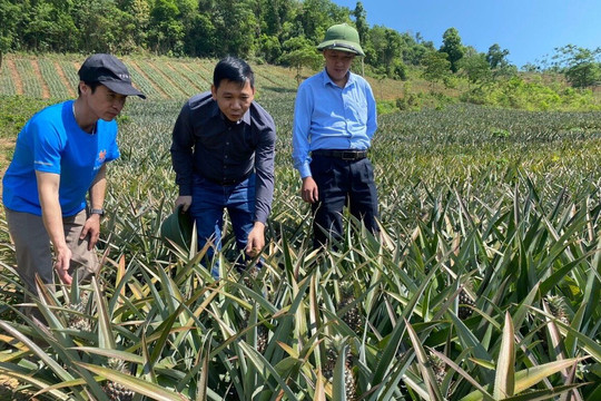 Thuận Châu (Sơn La): Tập trung phát triển bền vững ngành nông nghiệp