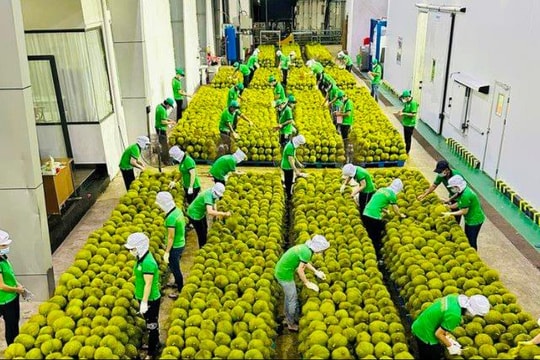 Kết nối doanh nghiệp nông lâm thủy sản Việt Nam – Trung Quốc