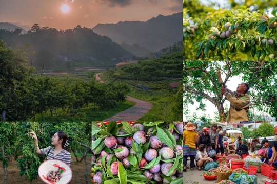 Mận Tam Hoa trên "cao nguyên trắng" Bắc Hà
