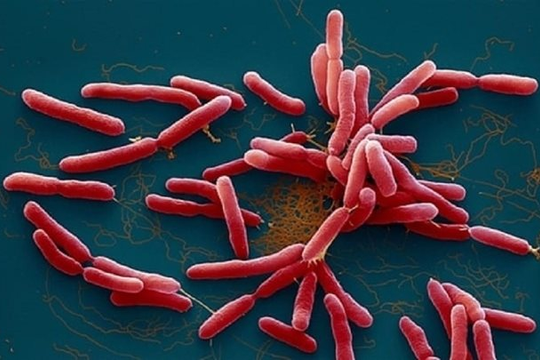 Bé 2 tuổi tử vong vì mắc "vi khuẩn ăn thịt người"