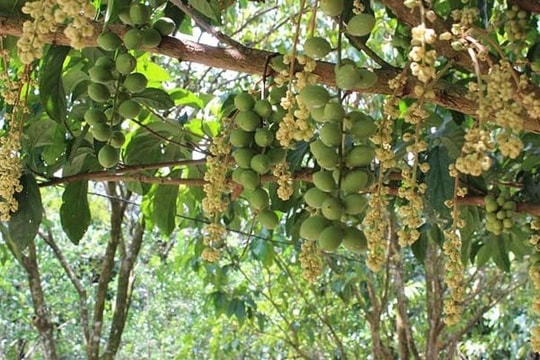 Hoa thơm, trái ngọt vùng đất thép