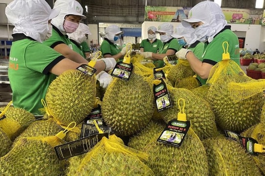 Xuất khẩu sầu riêng giảm mạnh hơn 60%