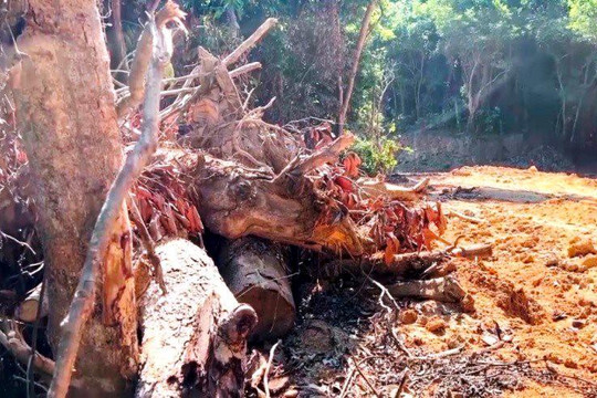 Diễn biến mới vụ phá rừng để làm đường ở Quảng Ngãi