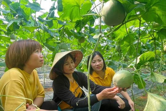 Hiệu quả từ mô hình trồng dưa lưới trong nhà màng