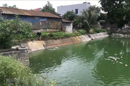Hải Dương: Nắng nóng kéo dài khiến cá chết hàng loạt