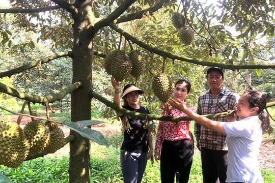 Lễ hội trái cây Long Khánh diễn ra từ ngày 15 đến 23/6