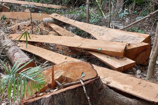 Phát hiện hàng chục cây gỗ rừng tự nhiên bị cắt hạ trái phép