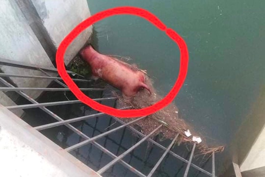 Quảng Ninh: UBND TX Quảng Yên ra văn bản hỏa tốc sau phản ánh của Báo Công lý