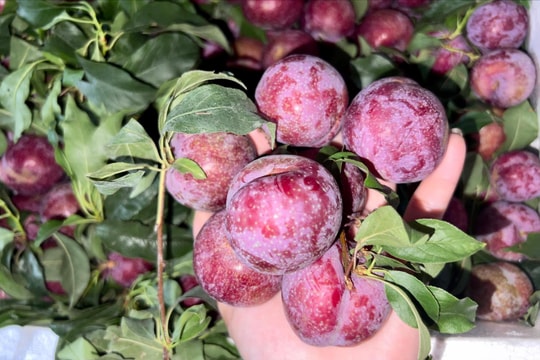Suất ăn hàng không Việt Nam có thêm Mận Sơn La