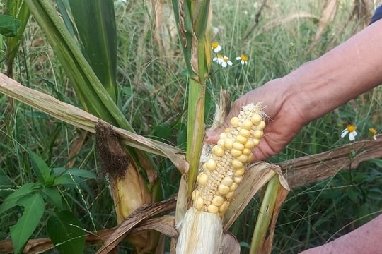 Bắc Kạn: Thiệt hại hơn 2.000ha cây trồng do hạn hán