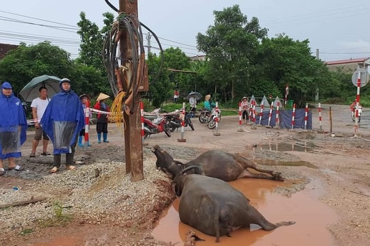 Trâu của người dân bị điện giật chết