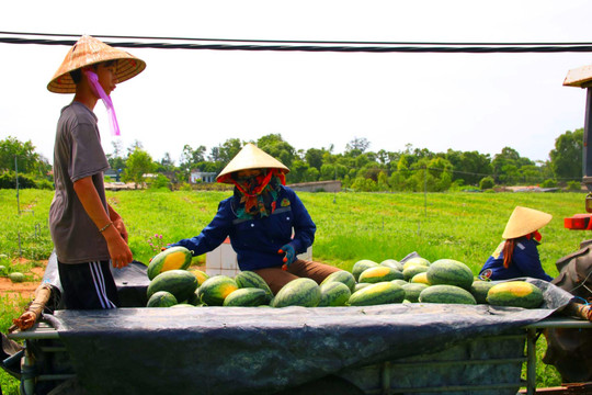 Nông dân thu tiền tỷ từ đất bỏ hoang