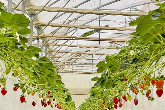 Phát triển Măng Đen trở thành điểm đến hấp dẫn khách du lịch và nhà đầu tư