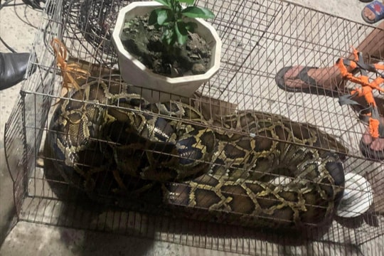 Phát hiện cá thể trăn đất “khủng” trong vườn nhà dân