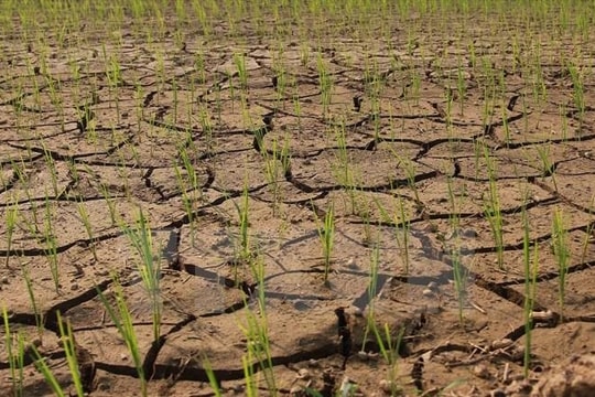 Hơn 2.200ha cây trồng bị ảnh hưởng bởi hạn hán