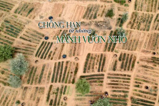 Phụ nữ Niger chống hạn từ những mảnh vườn nhỏ
