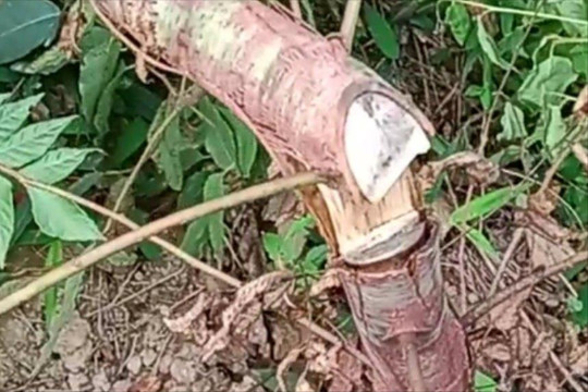 Khởi tố vụ án hình sự vụ phá hoại vườn cây bạch đàn ở Lạng Sơn