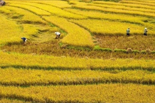 Bắc Ninh: Thu gom hơn 11 tấn vỏ bao thuốc bảo vệ thực vật và rác thải nhựa