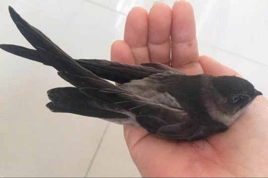 Tăng cường giải pháp ngăn chặn tình trạng săn bắt trái phép chim yến