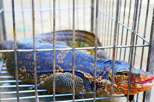 Cá thể Kỳ đà quý hiếm bò vào nhà dân