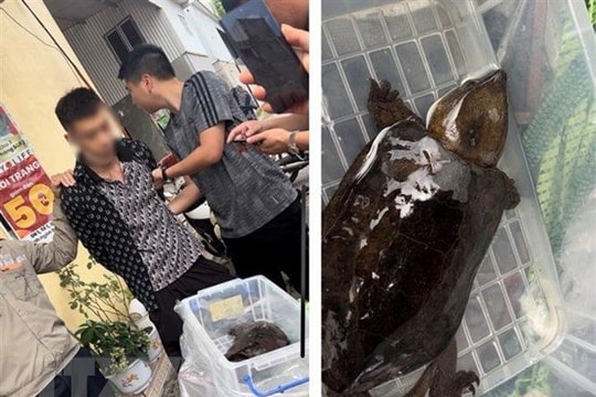 Khởi tố đối tượng tàng trữ trái phép cá thể rùa đầu to
