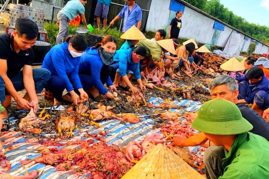 Quạt gió trại nuôi gặp sự cố, hàng ngàn con gà chết ngạt