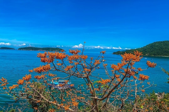 Lễ hội "Cù Lao Chàm - Mùa hoa ngô đồng đỏ"