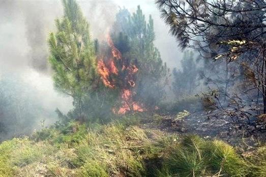 Cháy rừng ở Nghệ An: Công an mời 4 người liên quan lên làm việc