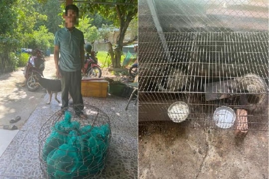 Thu giữ 6 cá thể nghi cầy vòi hương quý hiếm tại nhà dân