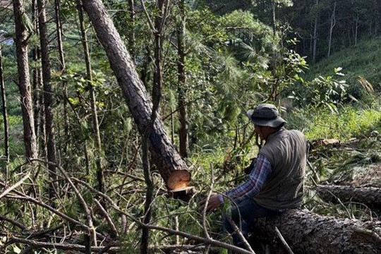 Lâm Đồng: Khẩn trương điều tra, xử lý nghiêm vụ triệt hạ rừng thông trái phép