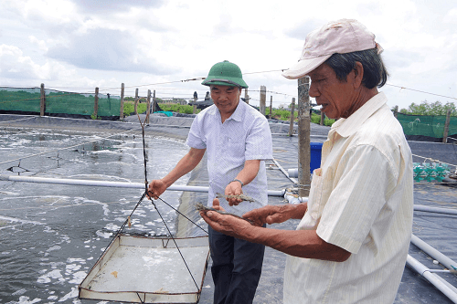 Người cựu chiến binh làm kinh tế giỏi