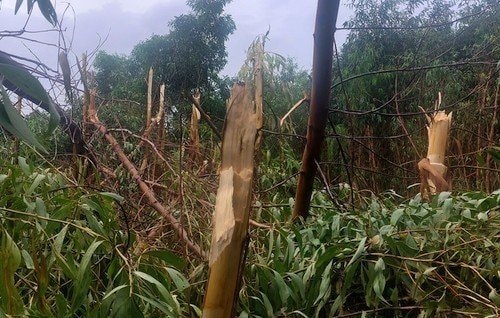 Cà Mau: Hơn 100 ha rừng bị thiệt hại sau bão số 1