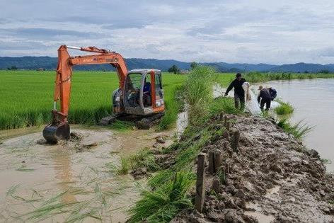 Vỡ đê, nguy cơ hàng trăm ha lúa bị mất trắng