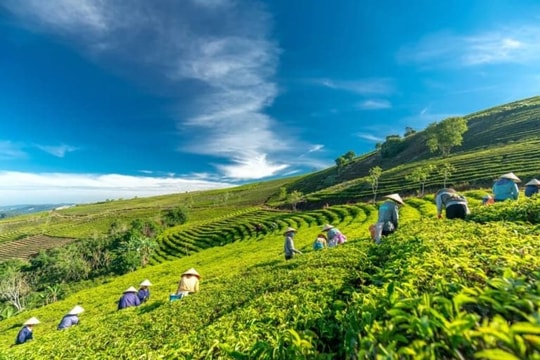 Một thiếu niên đang hái chè bị sét đánh tử vong