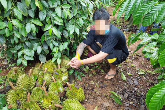 Bắt giữ 2 đối tượng trộm cắp sầu riêng tại rẫy nhà dân
