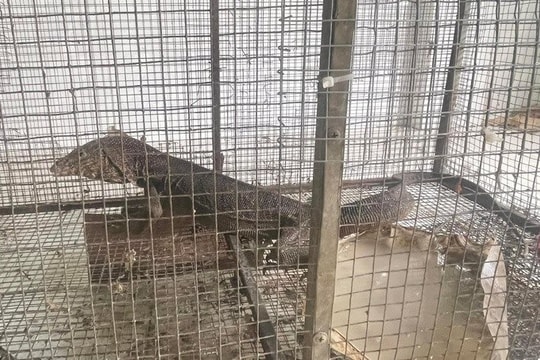 Hai vợ chồng bị phạt 576 triệu đồng vì mua bán động vật rừng