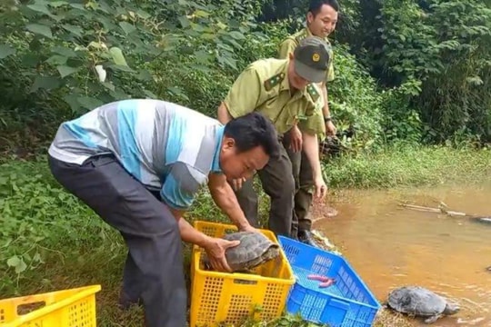 60 cá thể động vật quý hiếm được thả về rừng
