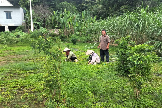 Thanh Hóa: Nhiều hộ dân trồng rau má điêu đứng vì doanh nghiệp “khất lần” trả nợ