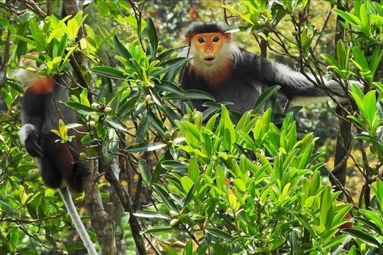 Tiêu chí xác định loài thực vật rừng, động vật rừng nguy cấp, quý, hiếm