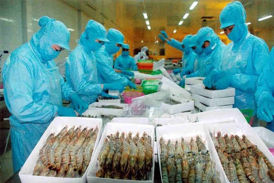Xuất khẩu tôm có thể đạt trên 3 tỷ USD