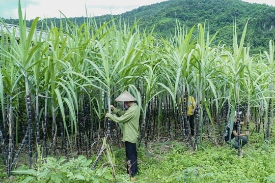 Áp thuế chống bán phá giá với các doanh nghiệp Thái Lan từ ngày 18/8