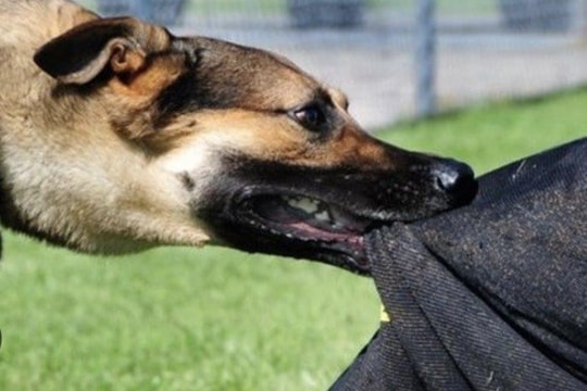 Gia Lai: Thêm một trường hợp tử vong do bệnh dại