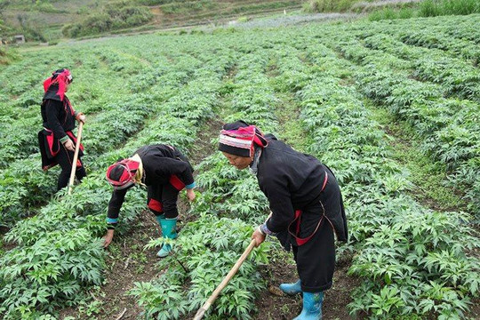 Phát triển vùng trồng dược liệu quý ở miền núi được hỗ trợ tới 1 tỷ đồng/dự án