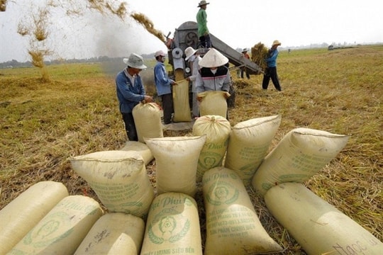 Đảm bảo đủ lương thực dự trữ ứng phó các tình huống cấp bách 