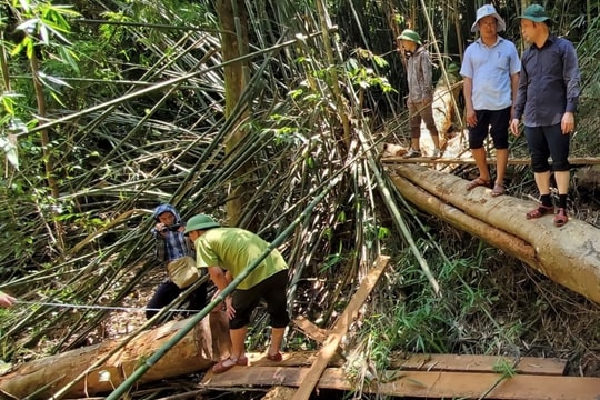 Xử lý nghiêm vụ phá rừng ở Như Xuân