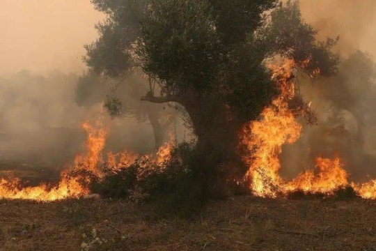 Hy Lạp: Tìm thấy 18 thi thể ở vùng cháy rừng