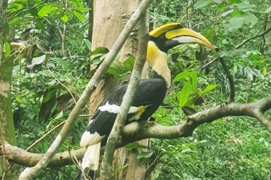 Thả 2 cá thể chim Hồng Hoàng quý hiếm về tự nhiên