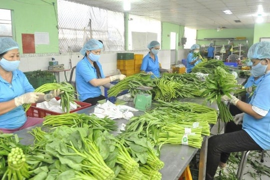 Rau quả Việt thu về hơn 2 tỷ USD từ thị trường Trung Quốc