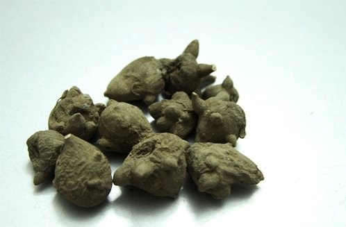Ngộ độc suýt chết vì ăn canh củ ấu tàu