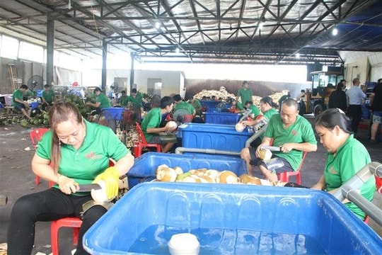 Nông dân vui mừng khi giá dừa tươi tăng gấp 2,5 lần